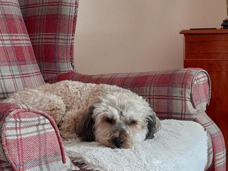 Jayne White posted this photo with the message: 'Lenny enjoying his holiday, Norfolk.'