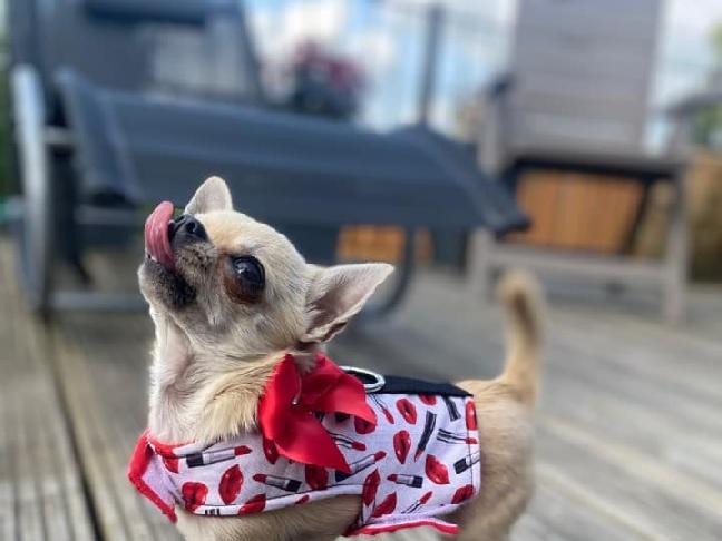Jodie Bourner posted this photo with the message: 'My tiny-10-month old chihuahua, Ava.'