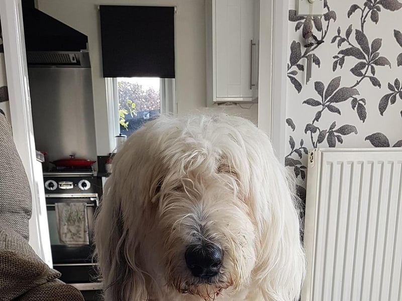 Jackie TW posted this photo with the message: 'Frazer, Old English Sheepdog, 11 years young and my world.'