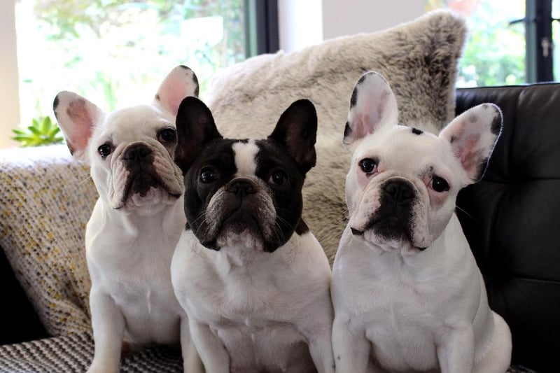 Kelly Wheeler posted this photo with the message: 'My three French bulldogs.'