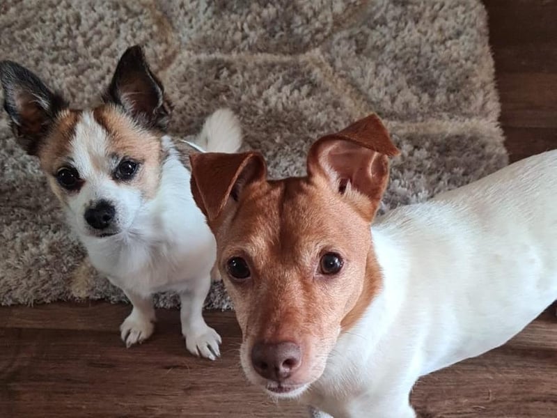 Ollie and Rufus.
