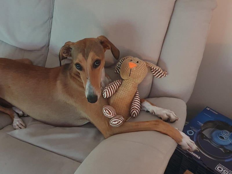 Buddy, aged 3.