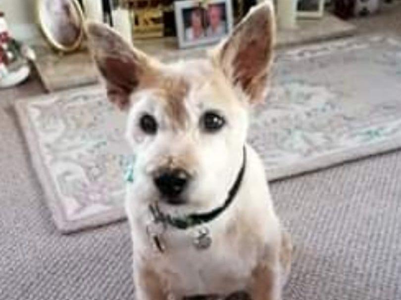Barney, aged 15.