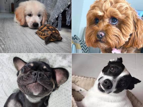 Meet some of Northamptonshire's cutest pooches.