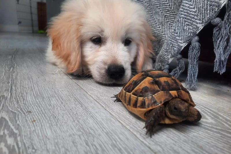 This is Sullivan with his best friend, Matilda the tortoise.