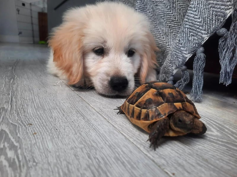 This is Sullivan with his best friend, Matilda the tortoise.