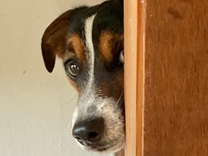 This is Sky - Roade Primary School’s well-being dog.