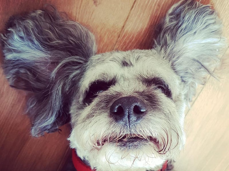 "Robert always listening ready to bark if anyone dares to close a car door outside!"