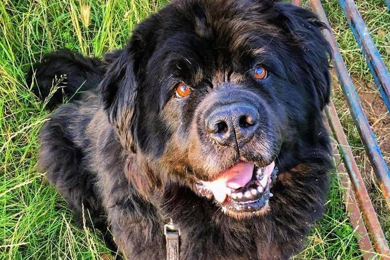 "This is my boy Milo, sadly he passed away last week at the nice old age of 12.. but I thought I’d send it in anyways because to me he’s the most beautiful and perfect dog that’s ever existed."
