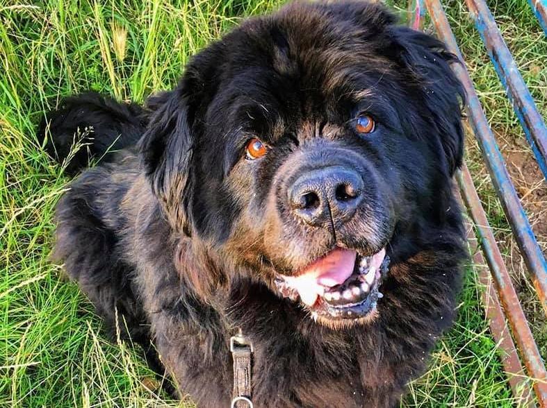 "This is my boy Milo, sadly he passed away last week at the nice old age of 12.. but I thought I’d send it in anyways because to me he’s the most beautiful and perfect dog that’s ever existed."