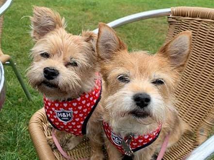 Gracie and Willow
