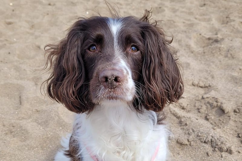 This is Bella. She enjoys spending time at the beach and frequently gets sand all over her nose from all those holes she digs - good girl!