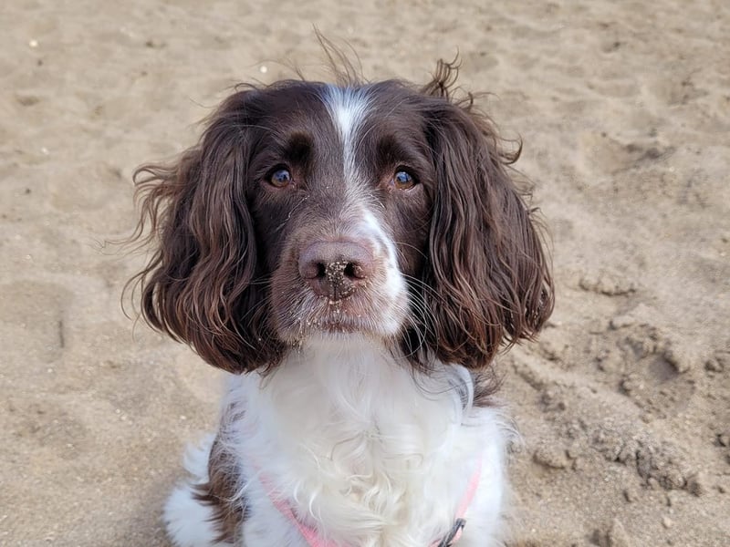 This is Bella. She enjoys spending time at the beach and frequently gets sand all over her nose from all those holes she digs - good girl!