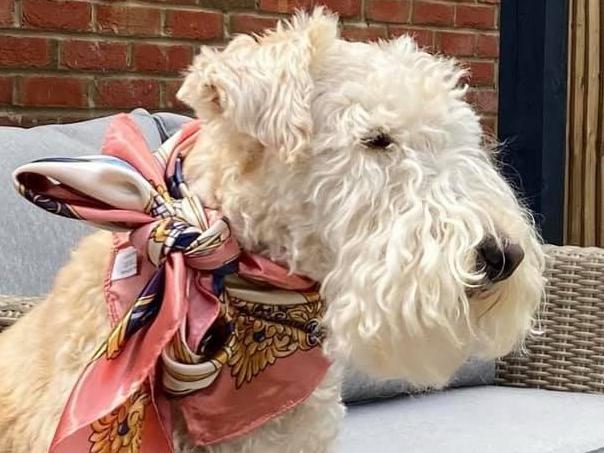 Eight-year-old Bow, the stylish Lakeland Terrier.