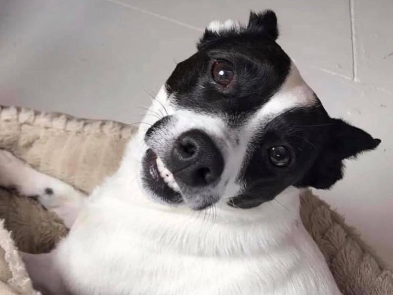 "Meet Bronson, he’s all about the barking and humping his bed." Something in his face makes that very easy to believe!