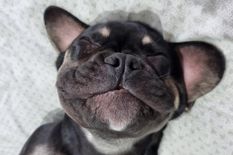 Floki the six month old Frenchie.