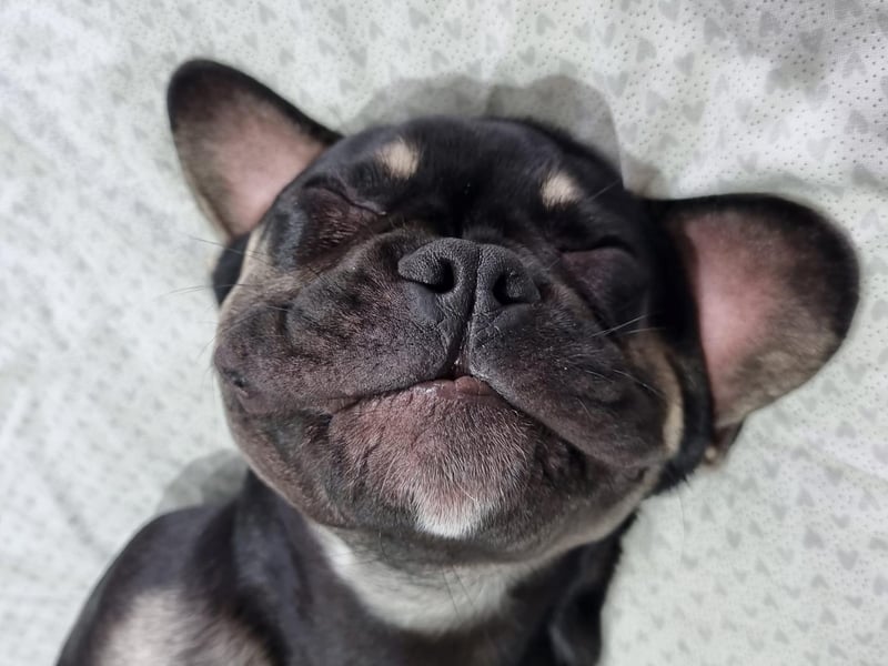 Floki the six month old Frenchie.