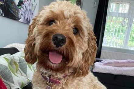 Miss Marley, the 15-month-old Cavapoo.