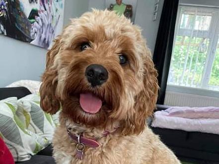 Miss Marley, the 15-month-old Cavapoo.