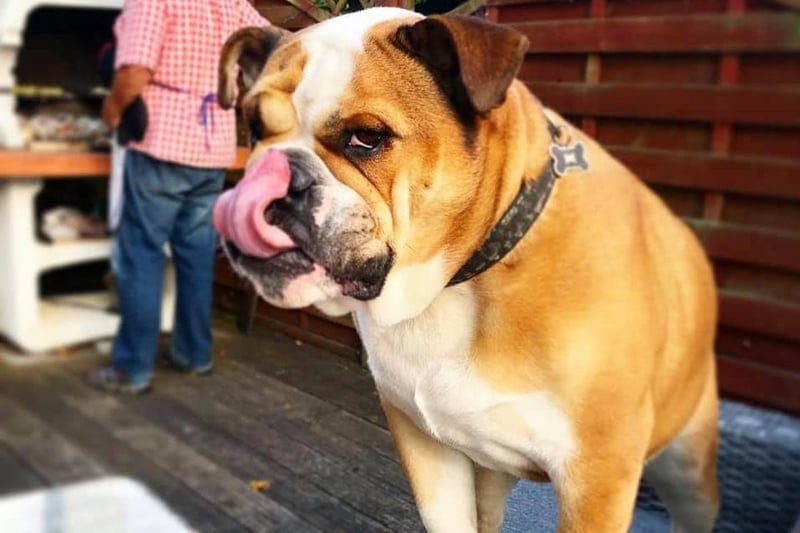 This handsome fella is Mr Tumnus and he is a massive fan of barbecue food!