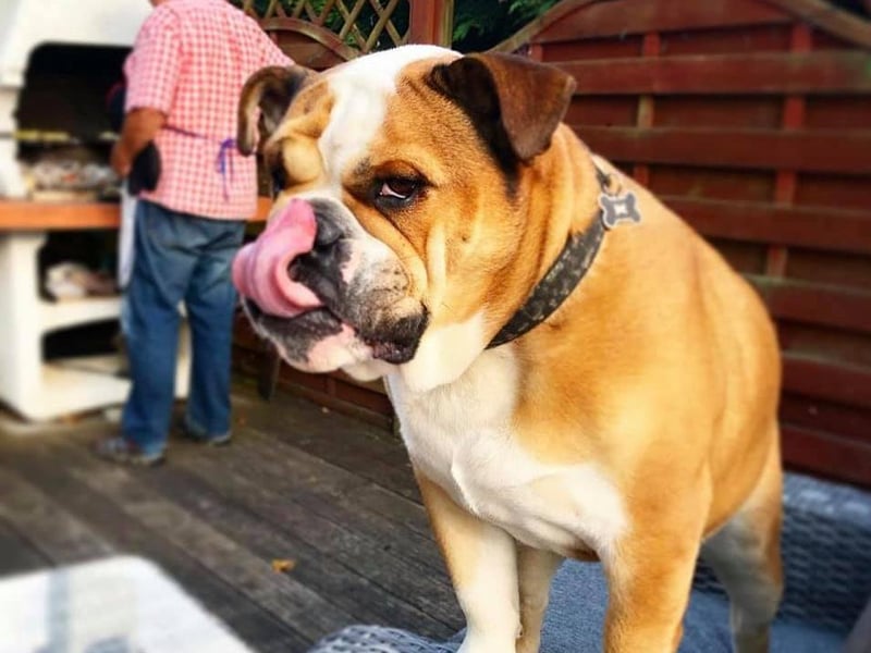 This handsome fella is Mr Tumnus and he is a massive fan of barbecue food!