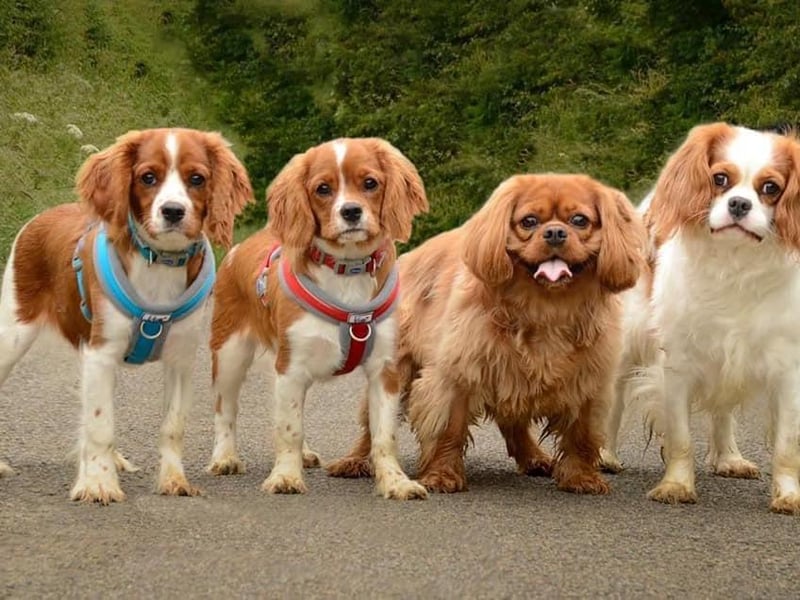 Dory, Meg, Honey and Pippa.