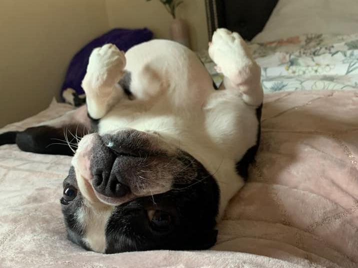 Betty the Boston.