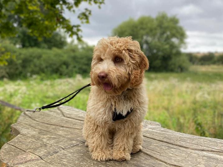 Arlo the Cockapoo, aged five months.