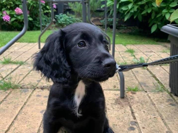 Willow the 11-week-old puppy.