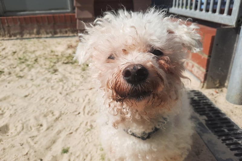 Boris is a 12-year-old male Bichon Frise who is a friendly little dog who likes company