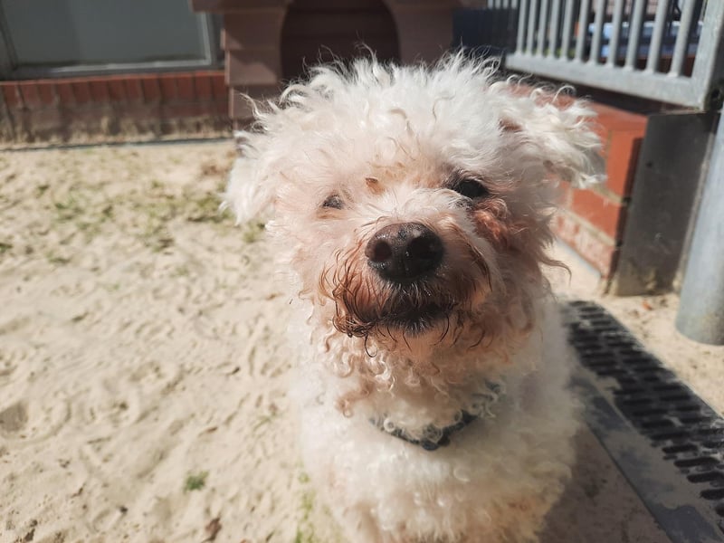 Boris is a 12-year-old male Bichon Frise who is a friendly little dog who likes company