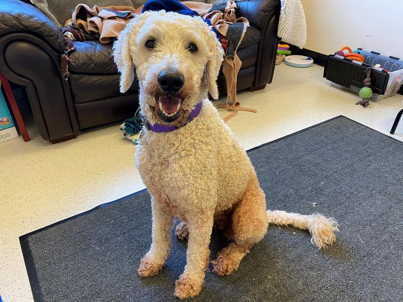Dolly is a seven-year-old female Labradoodle.