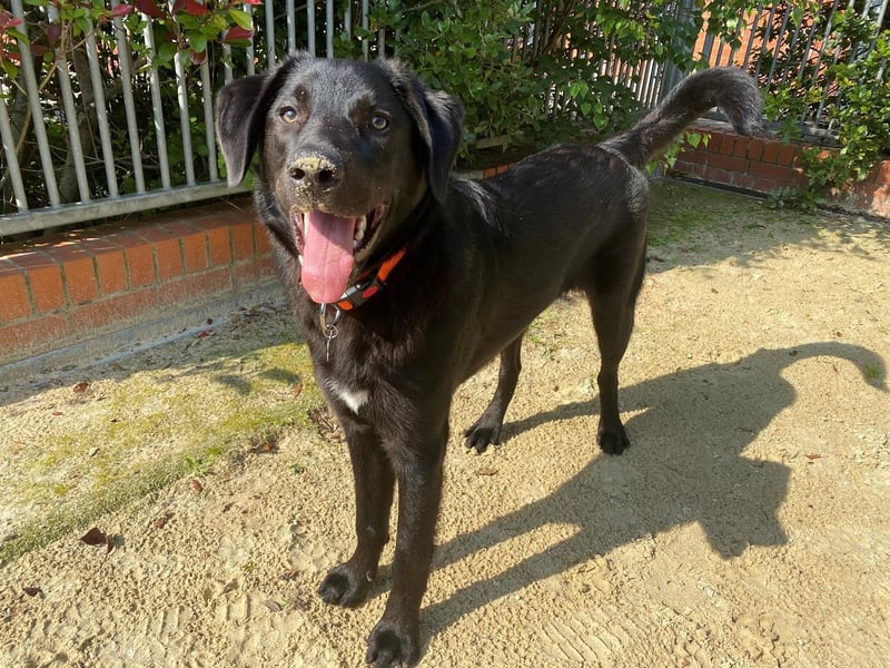Elder is a nine-month-old male Collie cross Labrador.
