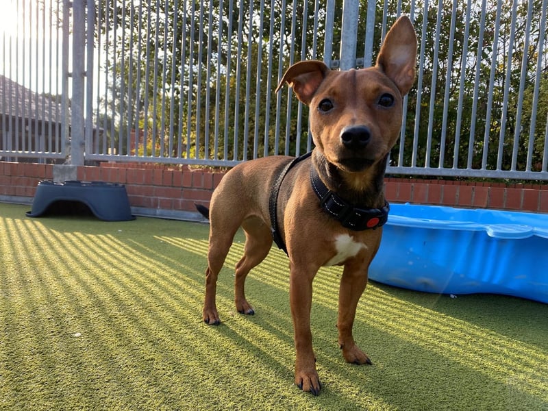 Karmel is a one-year-old female Jack Russell Terrier cross Chihuahua
