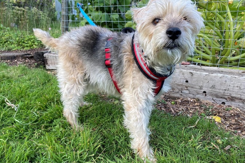 Milo is an eight-year-old male Terrier: Lakeland. He is friendly and likes plenty of fuss and attention.