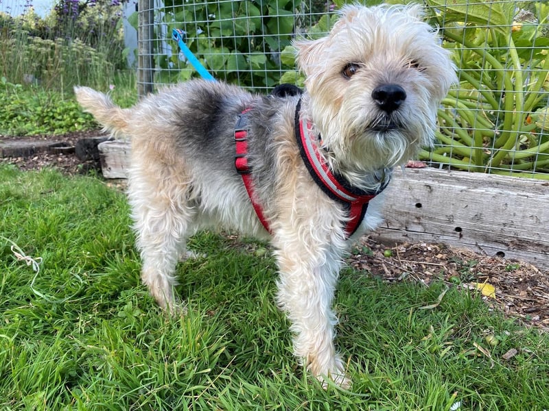 Milo is an eight-year-old male Terrier: Lakeland. He is friendly and likes plenty of fuss and attention.