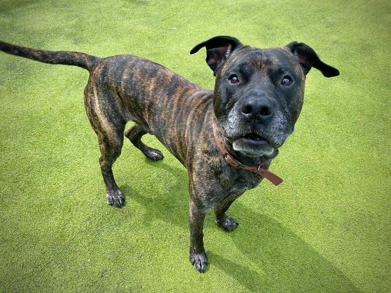 Moomin is a five-year-old male mongrel.