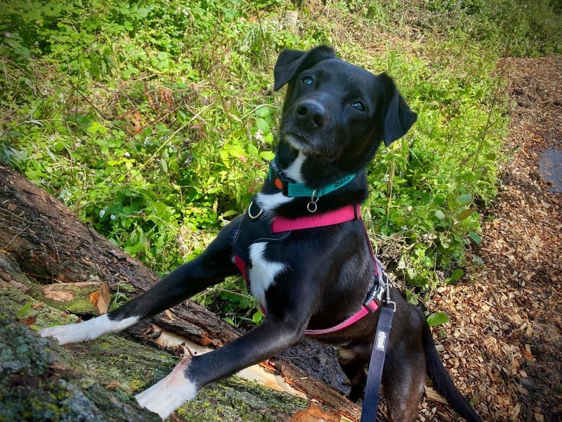 Scooby is a 13-year-old male Border Collie cross Lab. He is a friendly dog, very active and playful still and loves football and tennis balls.