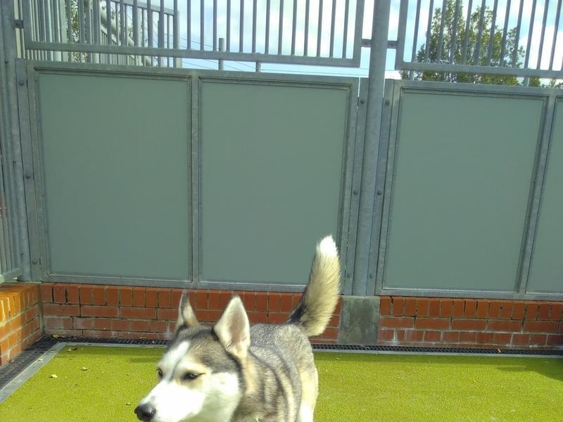 Skylar is a five-year-old female Siberian Husky.