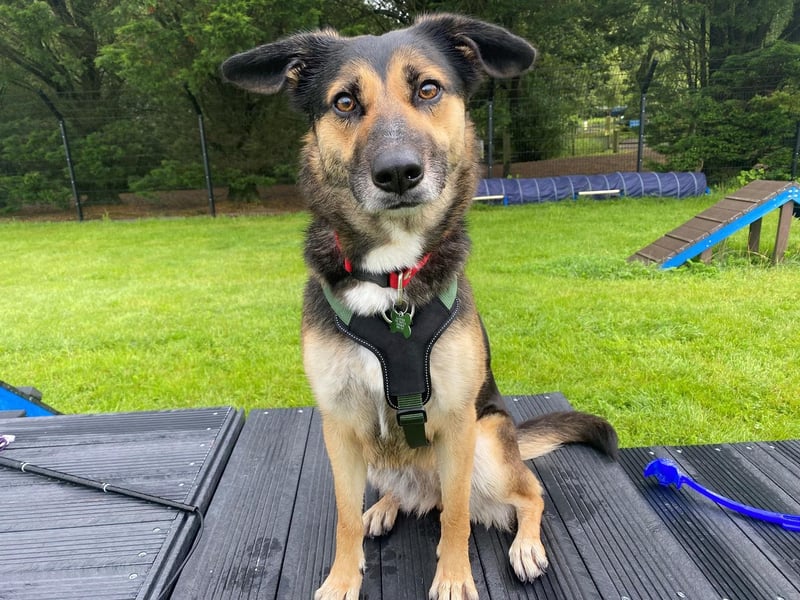 Winnie is a three-year-old female German Shepherd Dog cross Collie.