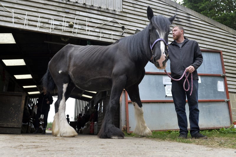 Little Bramley Horse Sanctuary. Tim Howe with Shire Horse 'Hope' (11) (Photo by Jon Rigby) SUS-210831-214259008