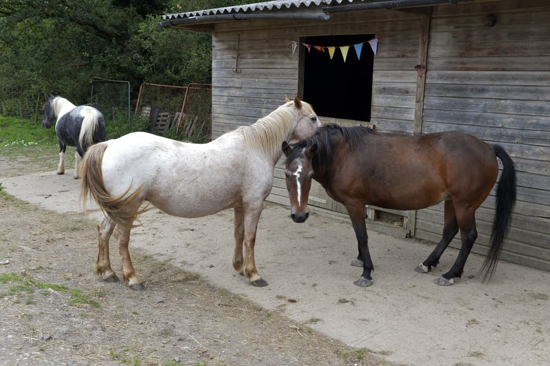 Little Bramley Horse Sanctuary (Photo by Jon Rigby) SUS-210831-214207008