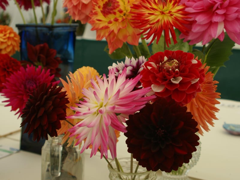 Newick Horticultural Society's annual show, September 4, 2021 SUS-211009-105700001