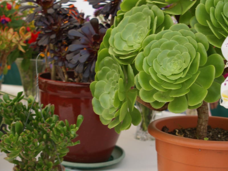 Newick Horticultural Society's annual show, September 4, 2021 SUS-211009-105733001