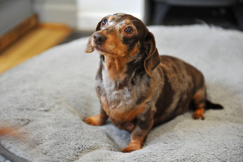 Sallie-Anne's son was told for his sixth birthday he could pick a dog and he chose a dachshund.