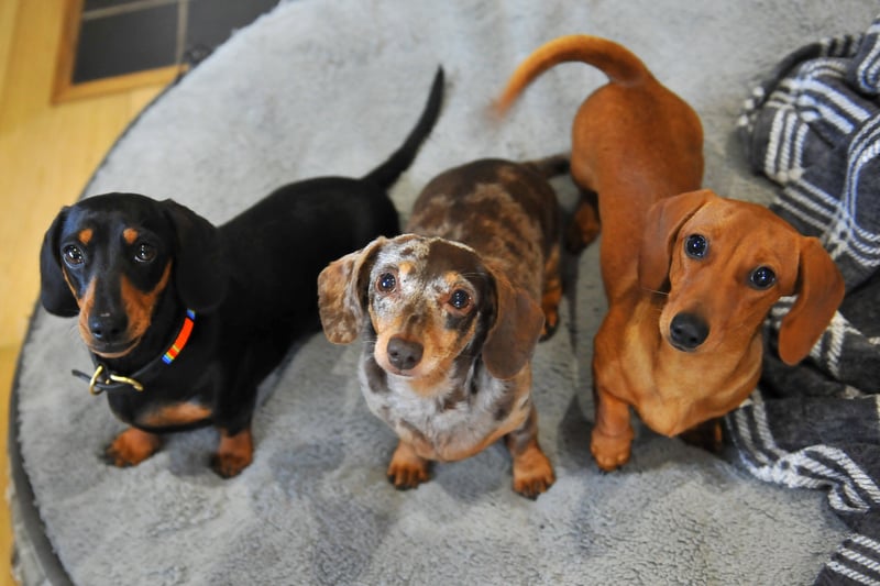 Some of the dachshunds.