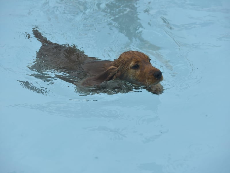 Dogswim at Peterborough Lido EMN-210914-151945009