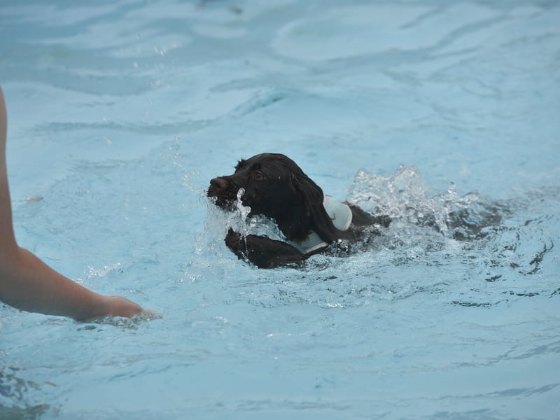 Dogswim at Peterborough Lido EMN-210914-151956009