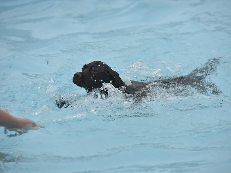 Dogswim at Peterborough Lido EMN-210914-151649009