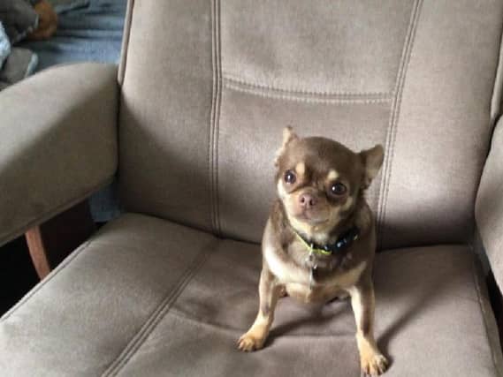 The dogs wait patiently to one day meet a new owner and become loving, life-long companions again